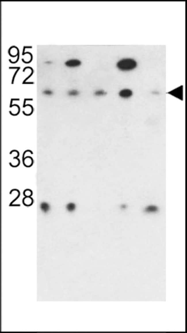 ANTI-PR48, 0,1 MG