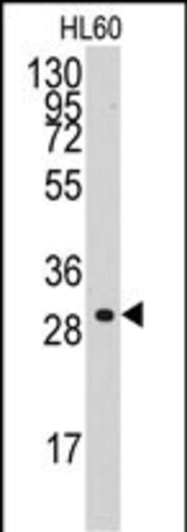 ANTI-CYCLIN C, 0,1mg .