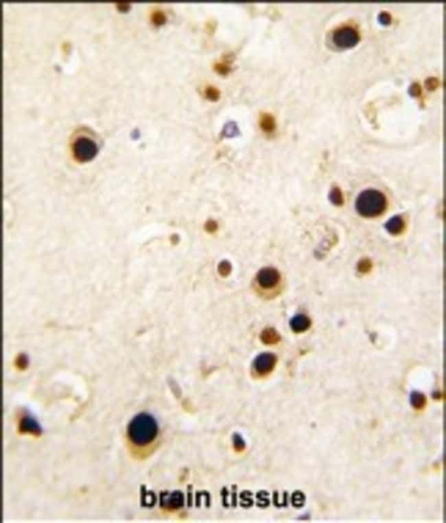 ANTI-HNRPQ, 0,1mg .