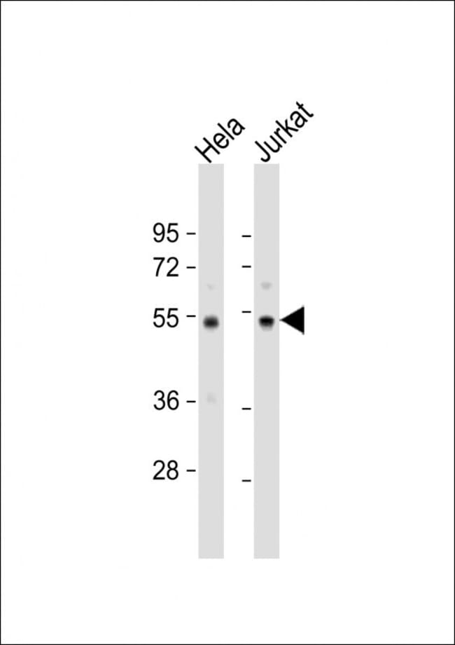 ANTI-PTP1B, 0,1mg .