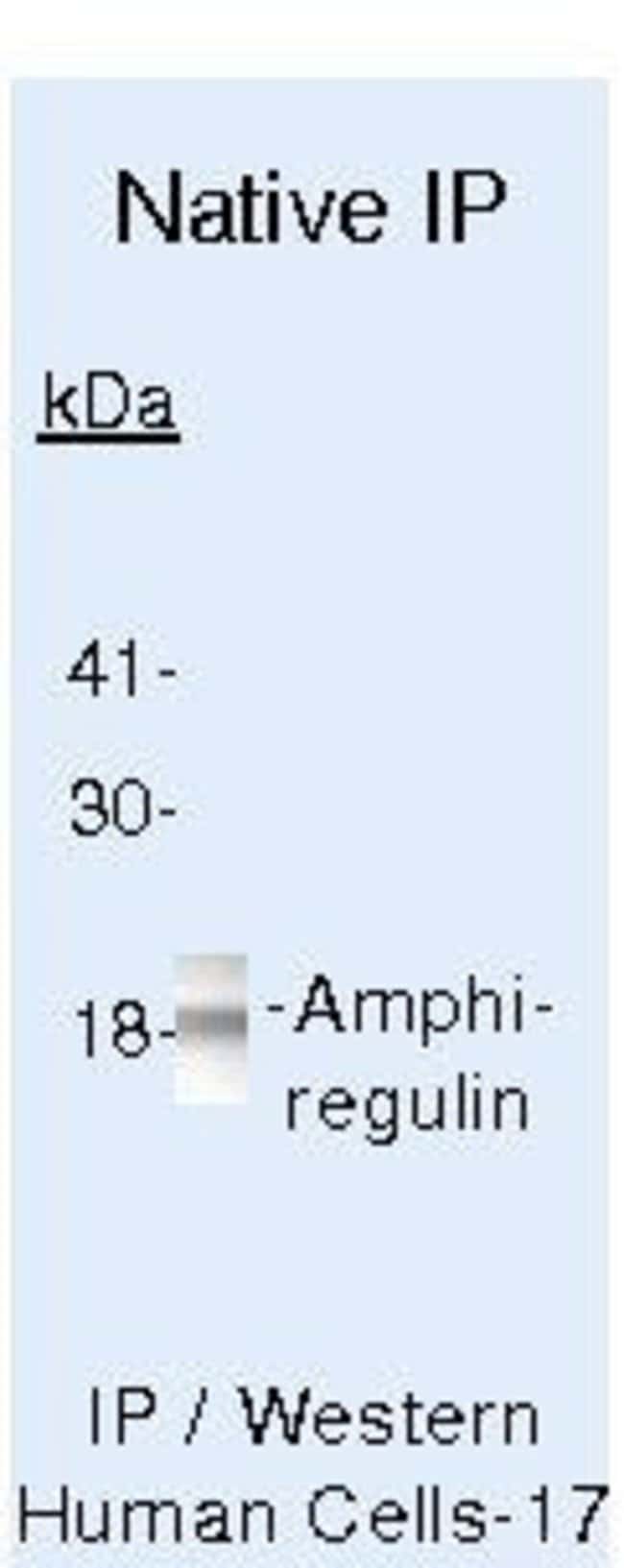 Amphiregulin  Rabbit Polyclonal Antib. 5