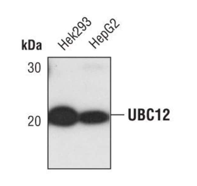 100UL UBC12 in 10mM sodium HEPES, pH7.5,
