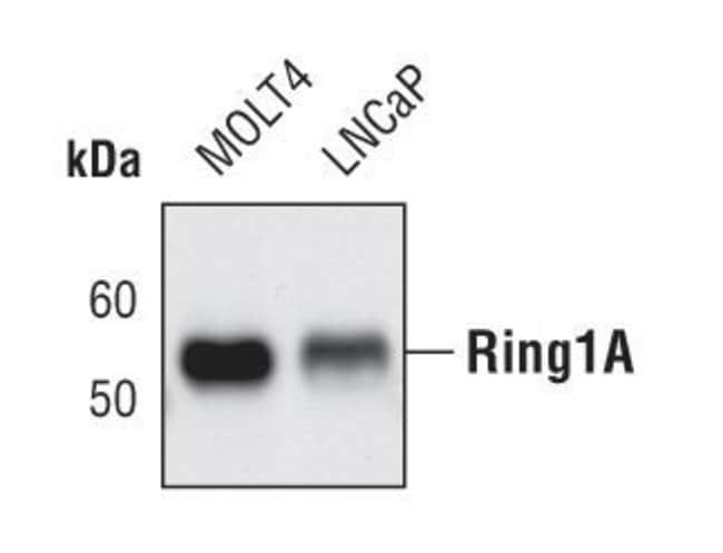 100UL RING1A in 10mM sodium HEPES, pH7.5
