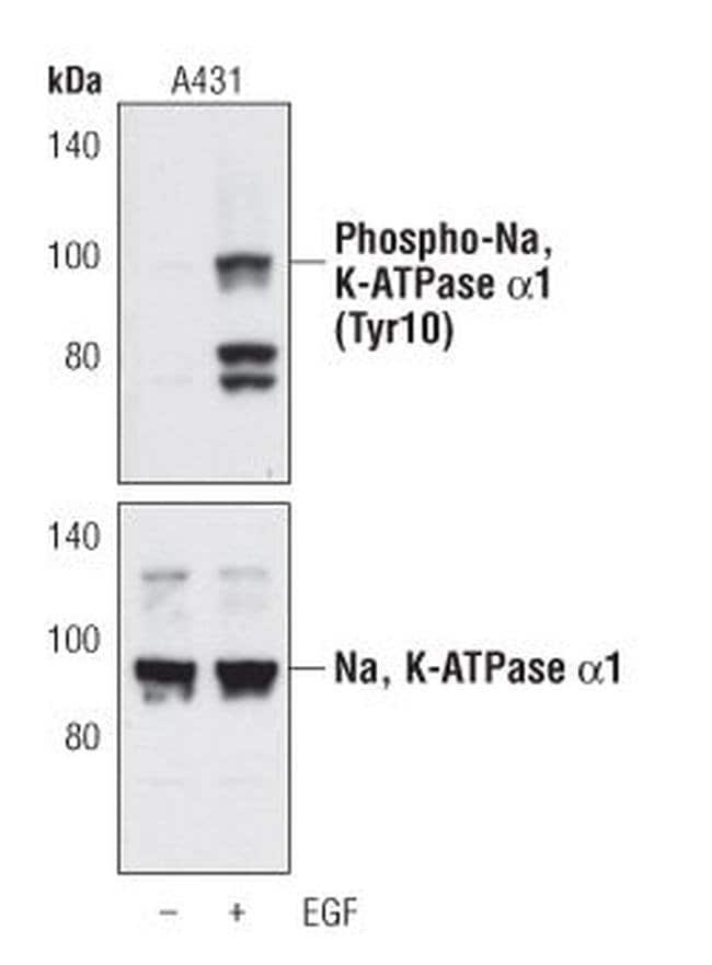 100UL PHOSPHO-NA,K-ATPASE ALPHA1 (TYR10)