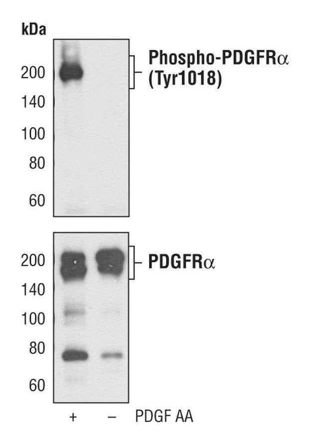 Antibody Phospho-PDGF Receptor alpha (Ty