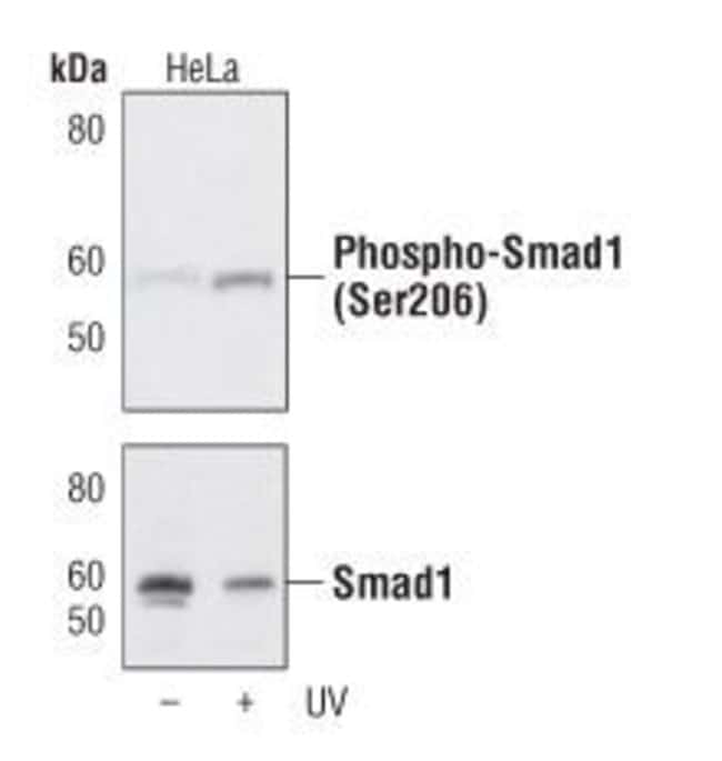 100UL PHOSPHO-SMAD1 (SER206) in 10mM sod