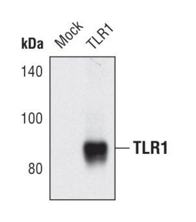 100UL TOLL-LIKE RECEPTOR 1 in 10mM sodiu
