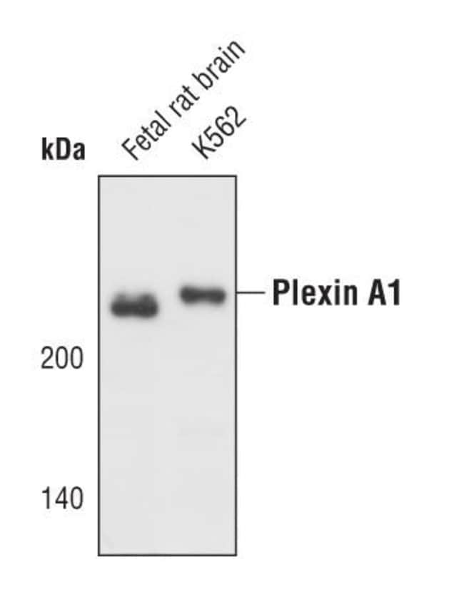 100UL PLEXIN A1 in 10mM sodiumHEPES, pH7