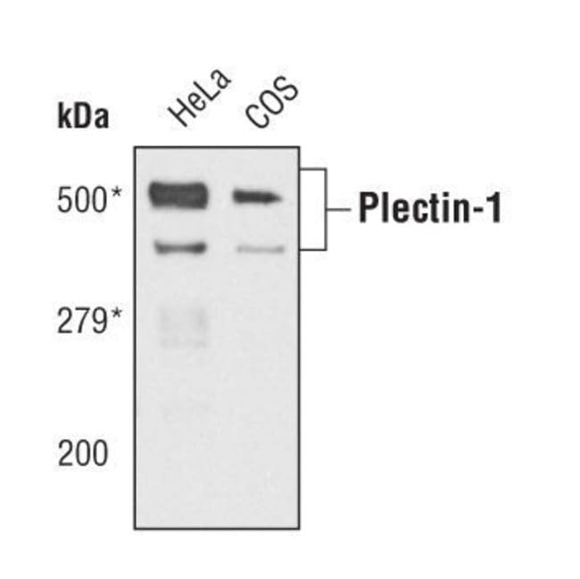 100UL PLECTIN-1 to 500kDa, in 10mM sodiu