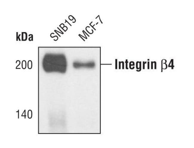 100UL INTEGRIN BETA4 in 10mM sodiumHEPES