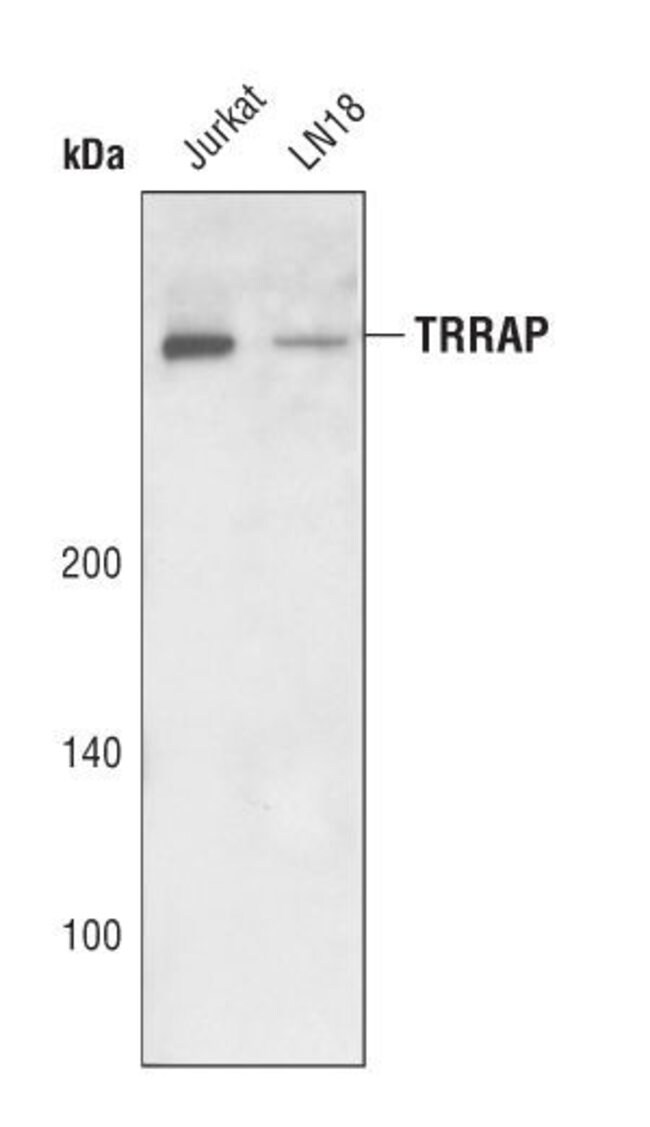 100UL TRRAP in 10mM sodiumHEPES, pH7.5,