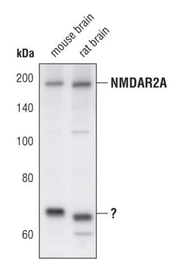 100UL NMDAR2A in 10mM sodiumHEPES, pH7.5