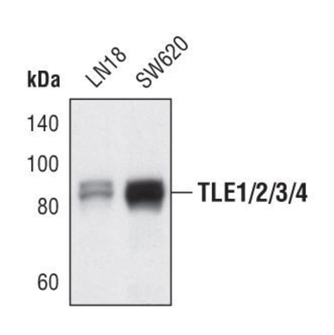 100UL TLE1/2/3/4 90kDa, in 10mM sodium H