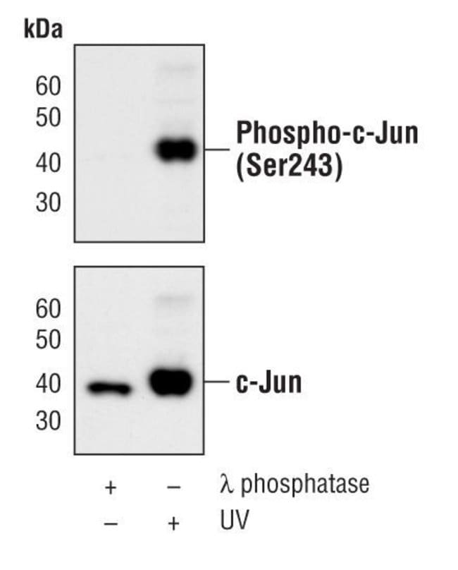 100UL PHOSPHO-C-JUN (SER243) .
