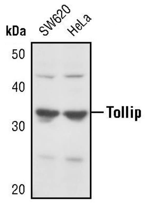 100UL TOLLIP in 10mM sodium HEPES, pH7.5