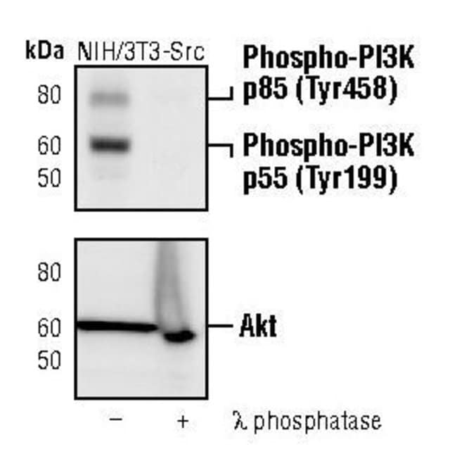Antibody Phospho-PI3K p85 (Tyr458)/p55 (