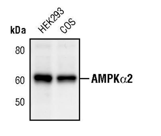 AMPK-ALPHA2, 100 µL