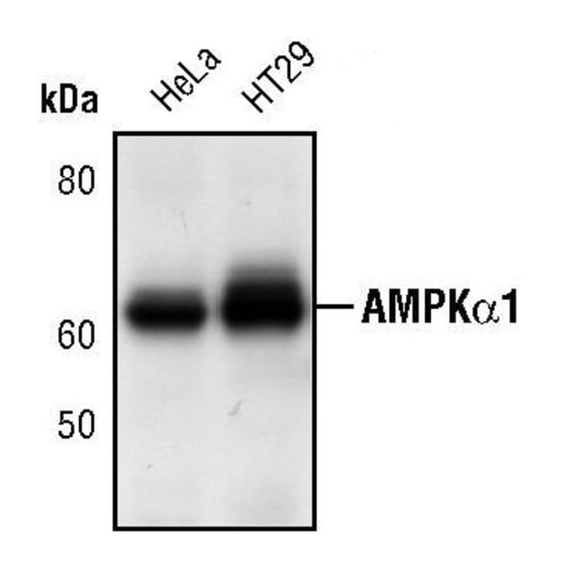 AMPK-ALPHA1, 100 µL