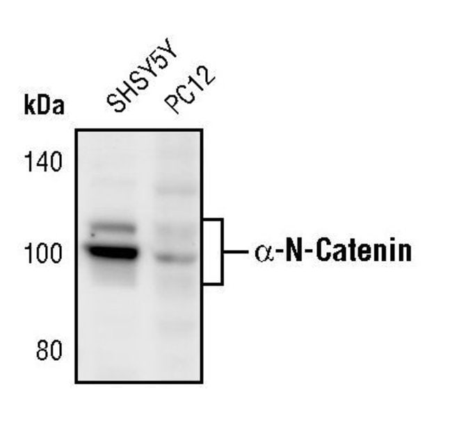 ALPHA-N-CATENIN, 100 µL
