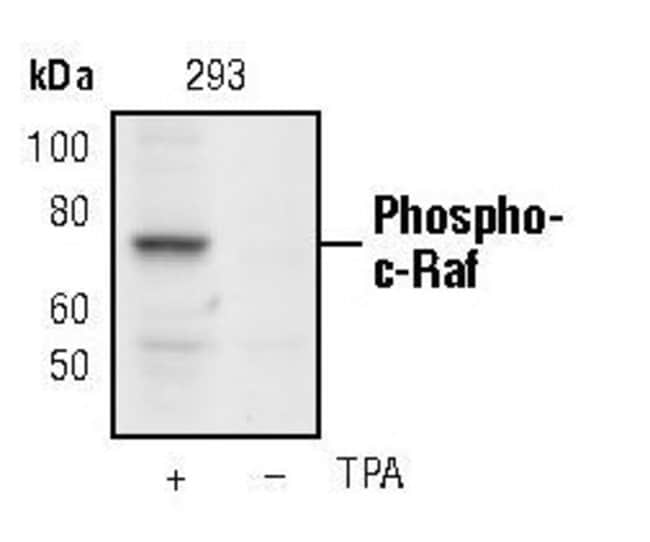 100UL PHOSPHO-C-RAF (SER289/296/301) .