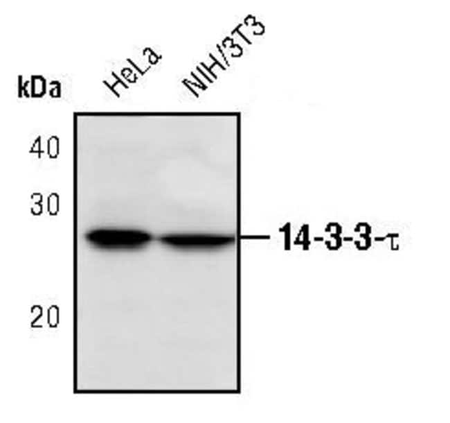 14-3-3 TAU, 100 µL