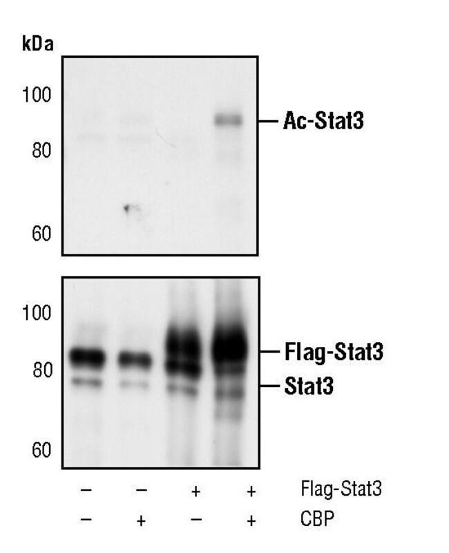 ACETYL-STAT3 (LYS685), 100 µL