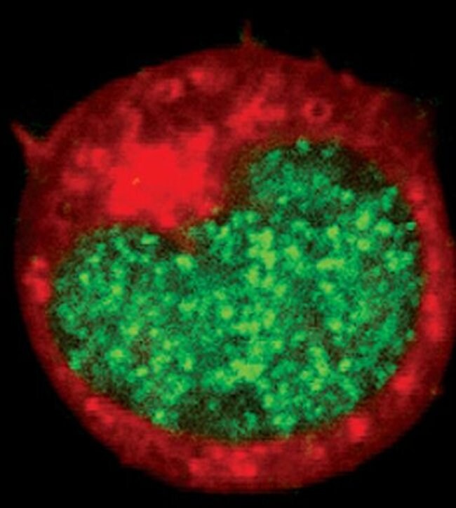 AML1, 100 µL