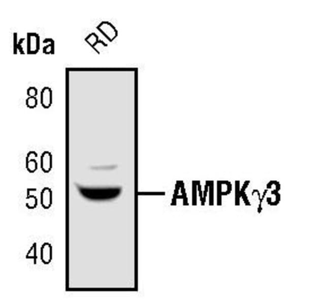 AMPK-GAMMA3, 100 µL