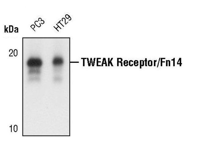 100UL TWEAK RECEPTOR/FN14 17kDa, in 10mM