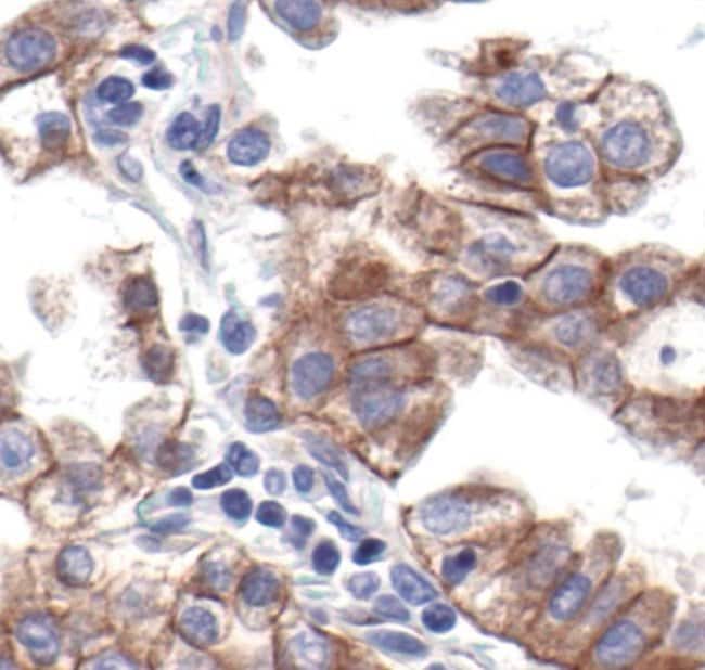100UL PAN-CADHERIN a, in 10mM sodium HEP