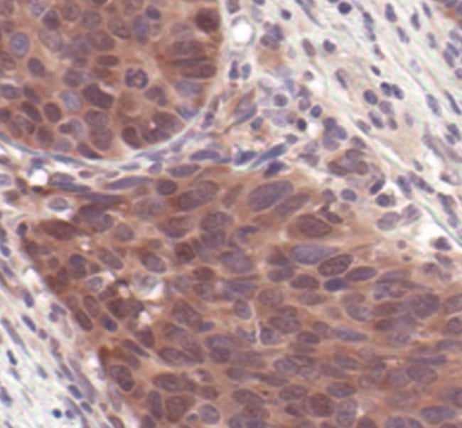 4E-BP2, 100 µL