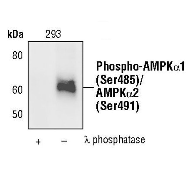 Antibody Phospho-AMPK-alpha1 (Ser485)/AM