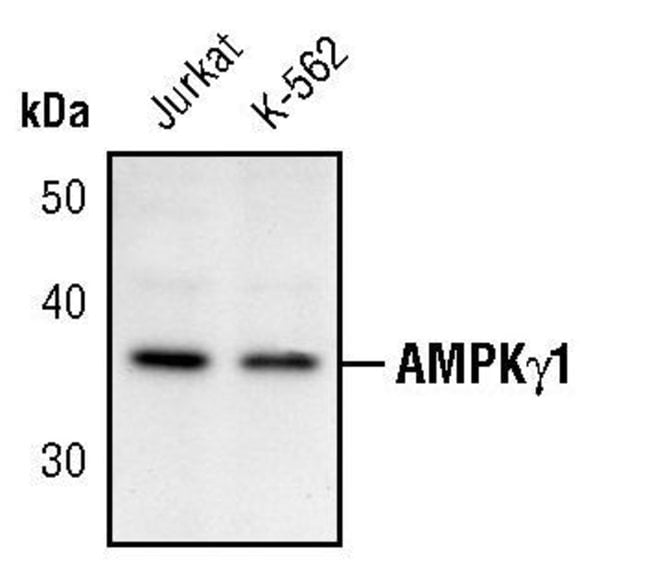 AMPK-GAMMA1, 100 µL