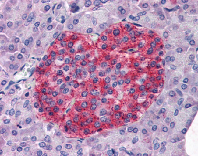Annexin A0/Annexin 4 Polyclonal Antib. 1