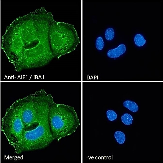 AIF1/IBA1 Polyclonal Antibody 100 µg