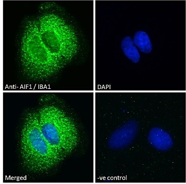 AIF1/IBA1 Polyclonal Antibody 100 µg