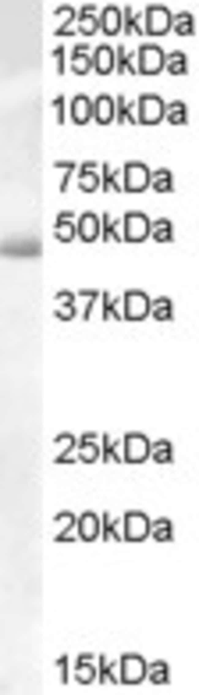 Actin-like 7B Polyclonal Antibody 100 µg