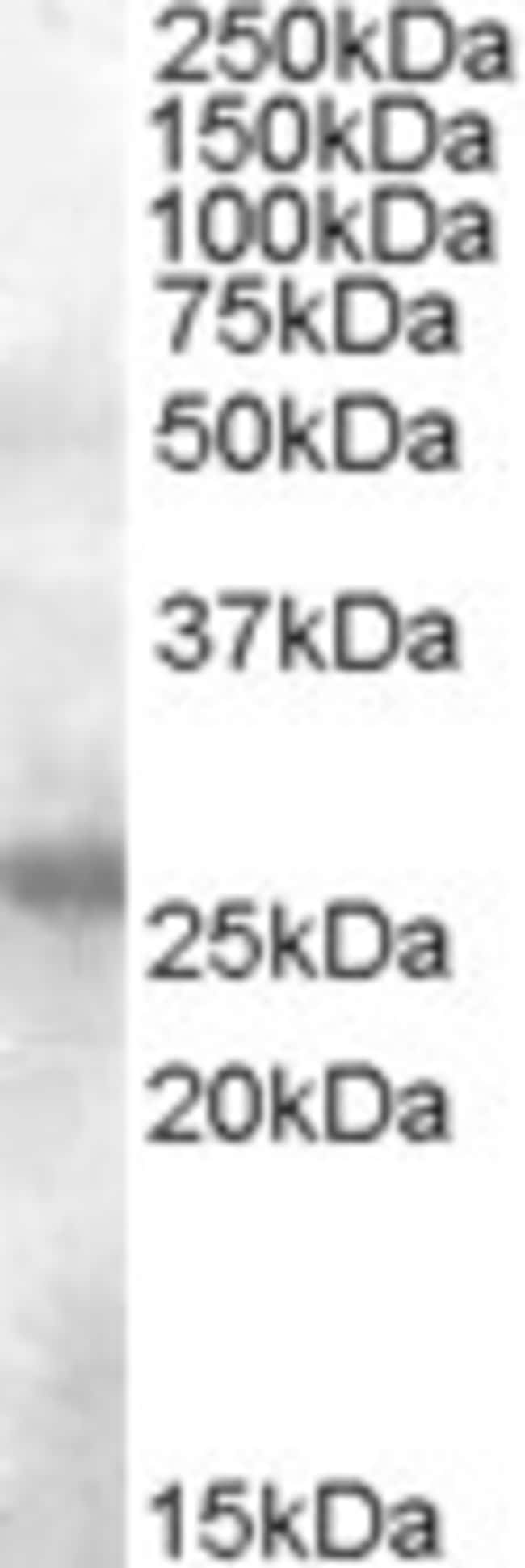 AID Polyclonal Antibody 100 µg µG