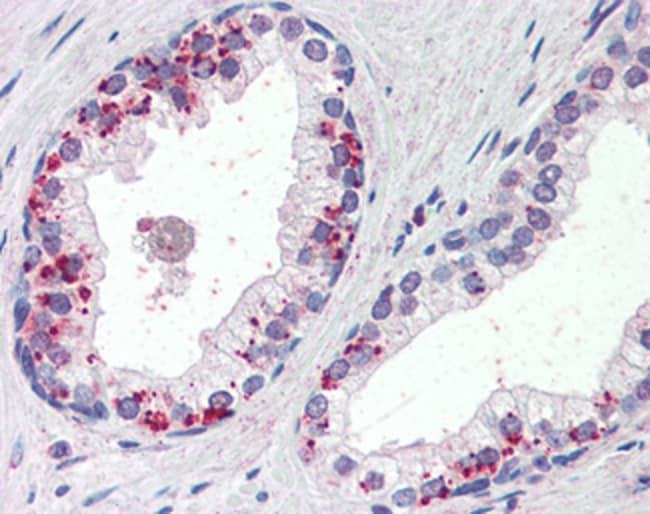 Annexin I Polyclonal Antibody 100 µg