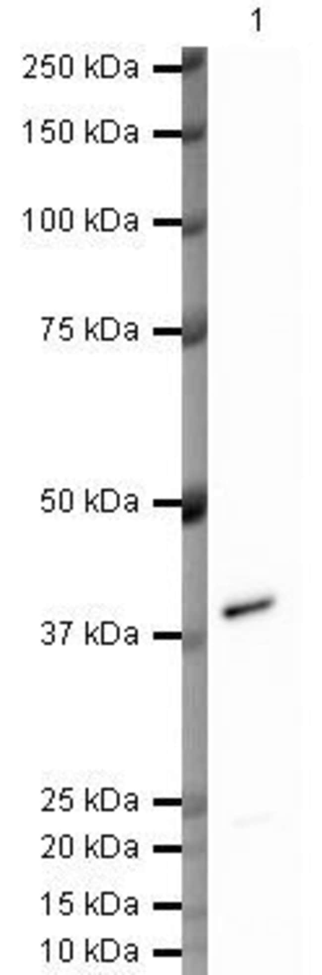 Annexin A1 polyclonal Antibody 200 µl