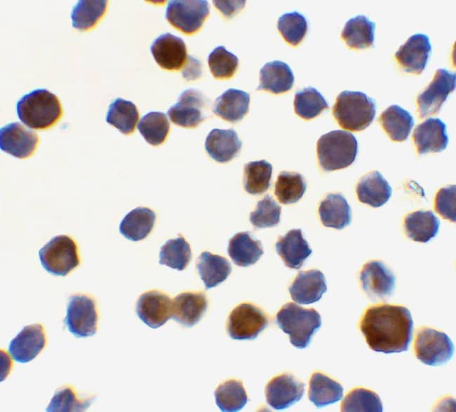 Acinus Polyclonal Antibody, 100 µg