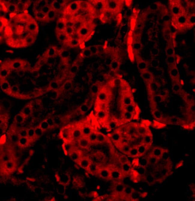 Anti-IRF3 polyclonal antibody