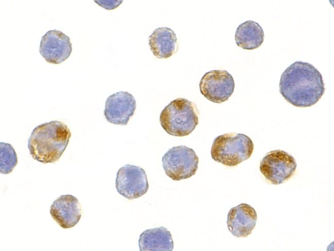 AES Polyclonal Antibody, 100 µg