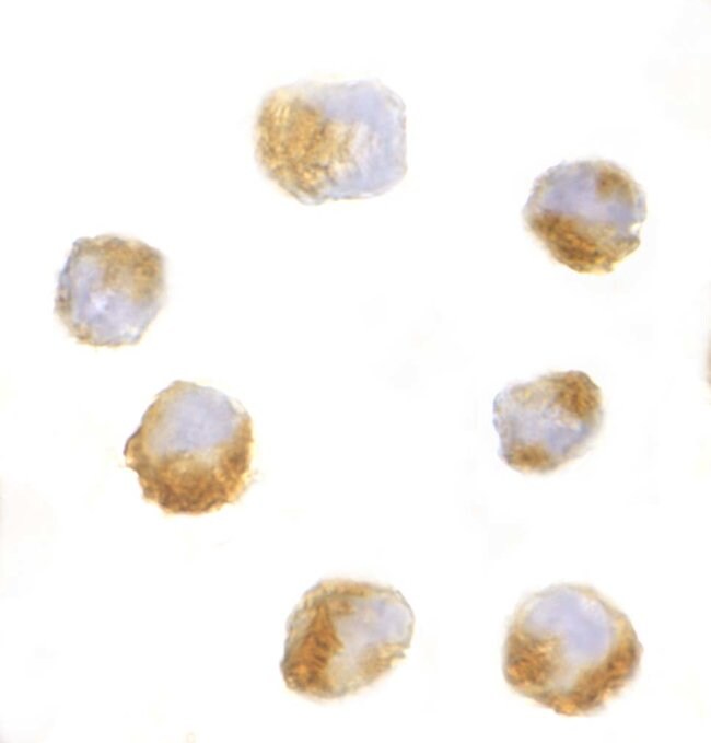 AES Polyclonal Antibody, 100 µg