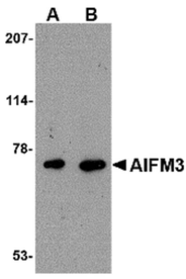 AIFM3 Polyclonal Antibody, 100 µg