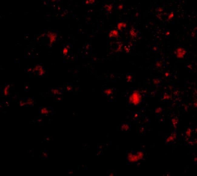 Ambra1 Polyclonal Antibody, 100 µg
