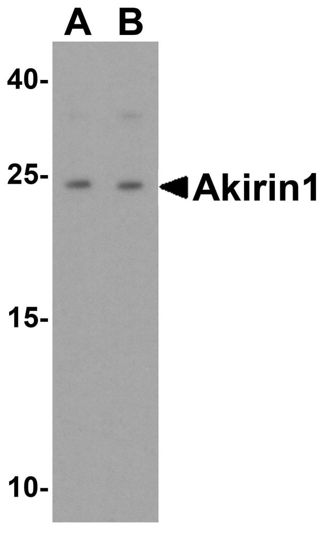Akirin1 Polyclonal Antibody, 100 µg