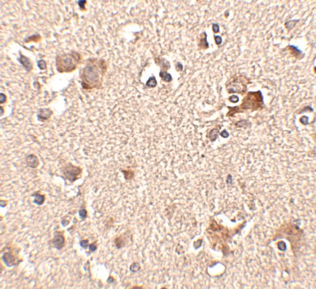 Aipl1 Polyclonal Antibody, 100 µg