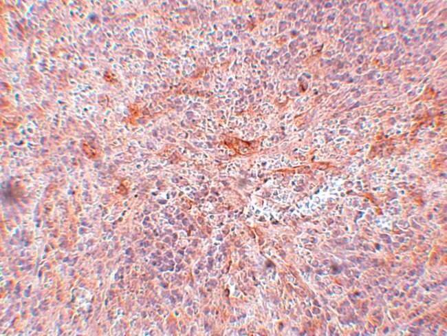 ABIN3 Polyclonal Antibody, 100 µg