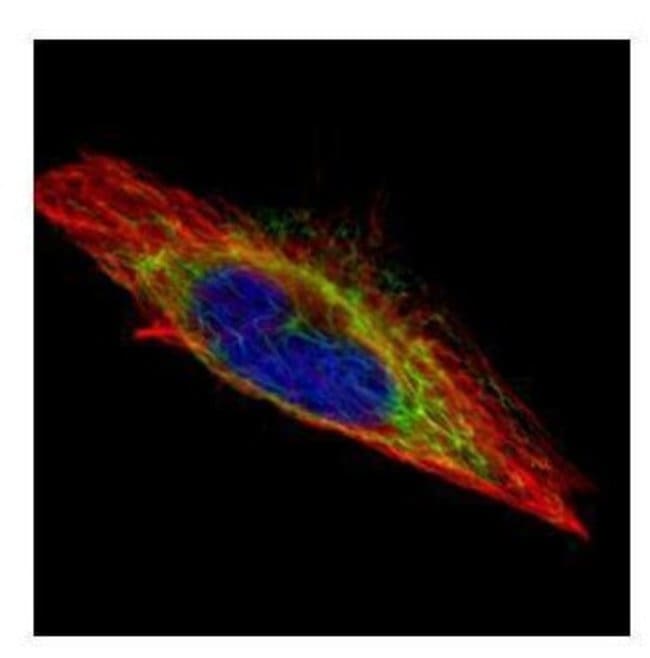 actin-like 8 Polyclonal Antibody, 100 µl